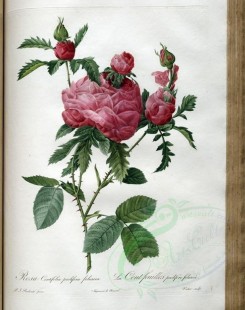 pink_flowers-01112 - rosa centifolia prolifera foliacea [3400x4300]