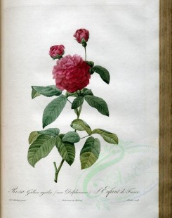 pink_flowers-01123 - rosa gallica agatha delphiniana [3400x4300]