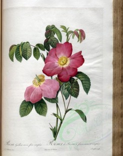 pink_flowers-01134 - rosa gallica rosea flore simplici [3400x4300]