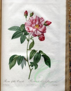 pink_flowers-01135 - rosa gallica versicolor [3400x4300]