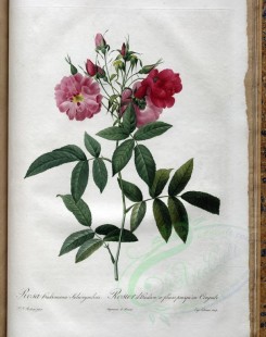 pink_flowers-01138 - rosa hudsoniana subcorymbosa [3400x4300]