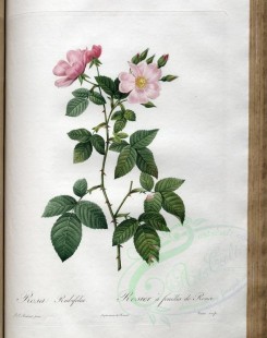 pink_flowers-01167 - rosa rubifolia [3400x4300]