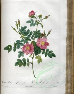 pink_flowers-01170 - rosa rubiginosa flore semi-pleno [3400x4300]
