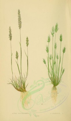 plants-00232 - aira canescens, aira praecox [2219x3760]