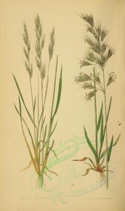 plants-00243 - avena pratensis, avena pubescens [2219x3760]