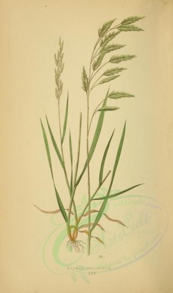 plants-00255 - bromus secalinus [2219x3760]