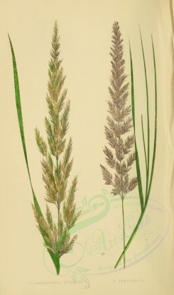 plants-00257 - calamagrostis epigejos, calamagrostis lanceolata [2219x3760]