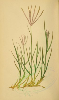 plants-00260 - cynodon dactylon [2219x3760]