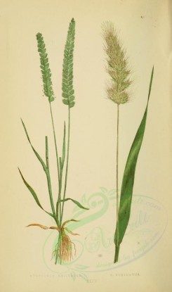 plants-00261 - cynosurus cristatus, cynosurus echinatus [2219x3760]