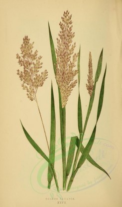 plants-00270 - holcus lanatus [2219x3760]