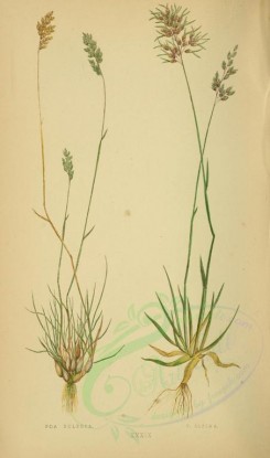 plants-00287 - poa bulbosa, poa alpina [2219x3760]