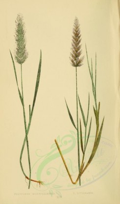 plants-00295 - polypogon monspeliensis, polypogon littoralis [2219x3760]