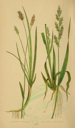 plants-00296 - sesleria caerulea, panicum crus-galli [2219x3760]