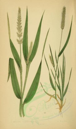 plants-00297 - setaria verticillata, setaria viridis [2219x3760]