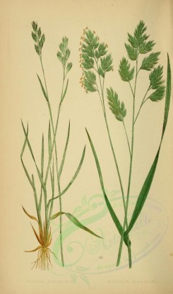 plants-00299 - triodia decumbens, dactylis glomerata [2219x3760]