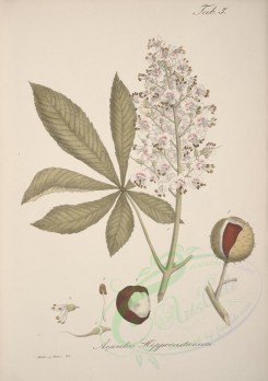 plants-00344 - aesculus hippocastanum [4600x6522]