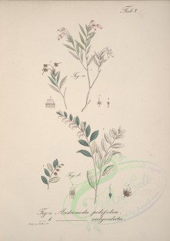 plants-00347 - andromeda polifolia, andromeda calyculata [4600x6522]