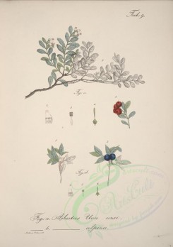 plants-00348 - arbutus uva ursi, arbutus alpina [4600x6522]