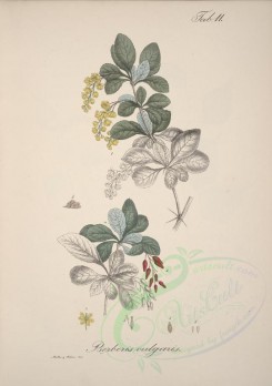 plants-00350 - berberis vulgaris [4600x6522]