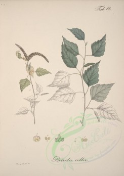 plants-00351 - betula alba [4600x6522]