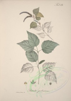 plants-00353 - betula pubescens [4600x6522]