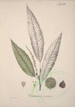 plants-00355 - castanea vesca [4600x6522]
