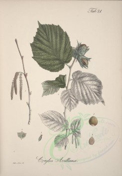 plants-00360 - corylus avellana [4512x6522]