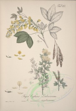 plants-00362 - cytisus laburnum, cytisus austriacua [4464x6522]