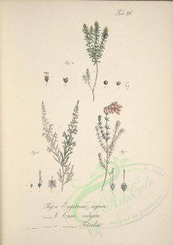 plants-00365 - empetrum nigrum, erica vulgaris, erica tetraliae [4536x6416]