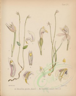 plants-00525 - adenochilus gracilis, caladenia minor [2786x3489]