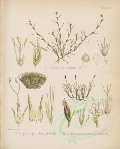 plants-00526 - alepyrum pallidum, chaetospora axillaris, chetospora concinna [2795x3475]
