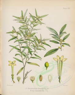 plants-00528 - alseuosmia linariifolia [2747x3481]