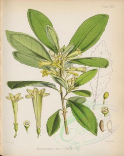 plants-00529 - alseuosmia macrophylla [2763x3485]