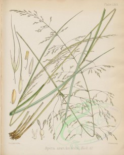 plants-00530 - apera arundinacea [2780x3472]