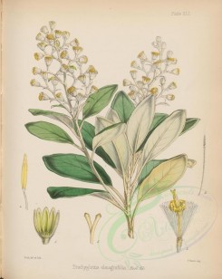 plants-00533 - brachyglottis elaeagnifolia [2751x3461]
