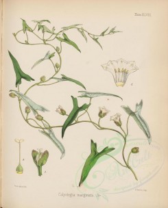 plants-00536 - calystegia marginata [2794x3469]