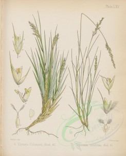 plants-00548 - ehrarta colensoi, deyeuxia setifolia [2792x3467]
