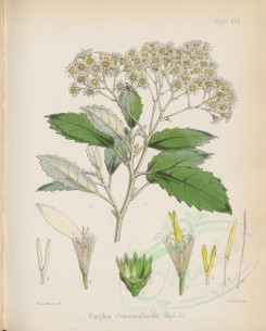 plants-00549 - eurybia cunninghamii [2774x3458]