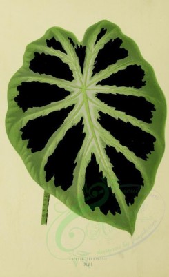 plants-00889 - alocasia jenningsii [1986x3251]