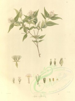 plants-01131 - abelia triflora [3543x4770]