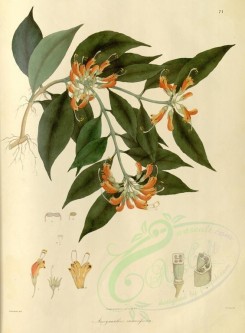 plants-01133 - aescynanthus ramosissima [3640x4942]