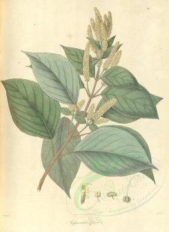 plants-01139 - aphanochilus flava [4018x5511]