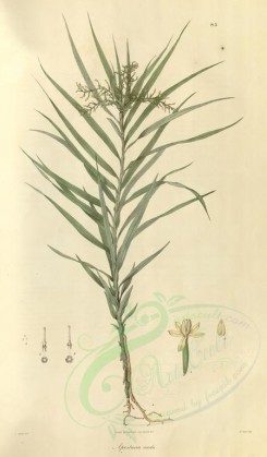 plants-01141 - apostasia nuda [3300x5637]