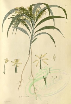plants-01142 - apostasia odorata [3718x5409]