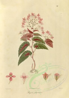 plants-01146 - begonia pedunculosa [3285x4635]