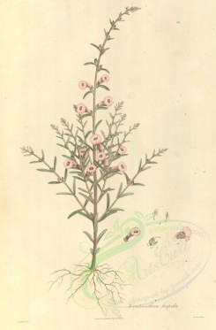 plants-01156 - centranthera hispida [3481x5301]