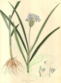 plants-01400 - roscoea capitata [3866x5239]