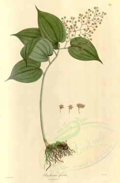 plants-01406 - smilacina fusca [3451x5239]