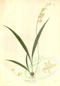 plants-01408 - spathoglottis pubescens [4086x5904]