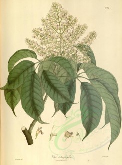 plants-01419 - vitex heterophylla [4124x5568]